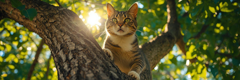 Blasenentzündung bei Katzen – Symptome erkennen & gezielt unterstützen