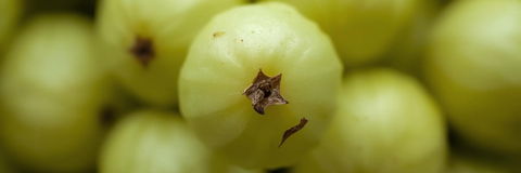 Amla für Hunde – antioxidative Frucht für Immunsystem & Vitalität
