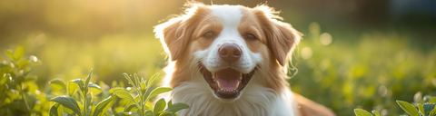 Gelenkprobleme beim Hund – früh erkennen und gezielt unterstützen