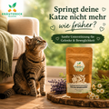 Ältere Katze sitzt vorsichtig vor einem Sofa im warmen Sonnenlicht neben Kräutereck Bindegewebe Katze Kapseln für Gelenke und Beweglichkeit.