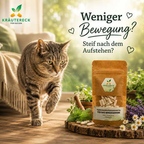 Ältere Katze läuft langsam über Holzboden neben Kräutereck Bindegewebe Katze Kapseln zur Unterstützung von Gelenken und Beweglichkeit.