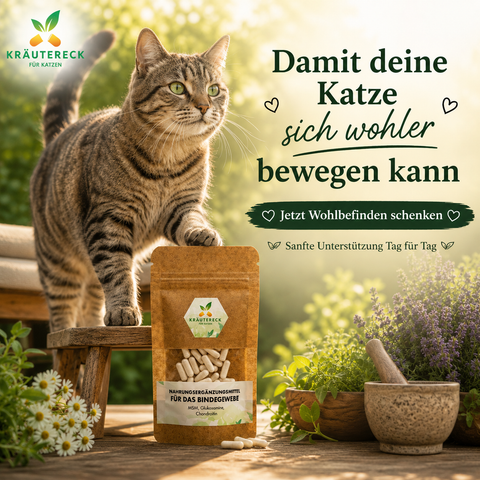 Aktive ältere Katze bewegt sich entspannt neben Kräutereck Bindegewebe Katze Kapseln im warmen natürlichen Sonnenlicht.