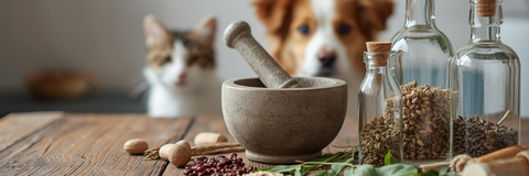 Hund und Katze sind im Hintergrund. Vor ihnen steht ein Mörser und gläser, gefüllt mit trockenen Pflanzen. 