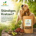 Hund mit sensibler Haut kratzt sich leicht am Hals neben Kräutereck ImmuBalance Packung in natürlicher grüner Umgebung.