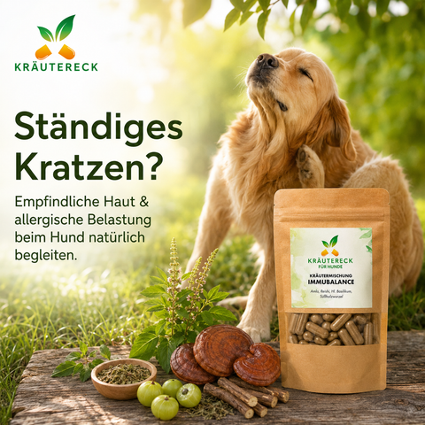 Hund mit sensibler Haut kratzt sich leicht am Hals neben Kräutereck ImmuBalance Packung in natürlicher grüner Umgebung.
