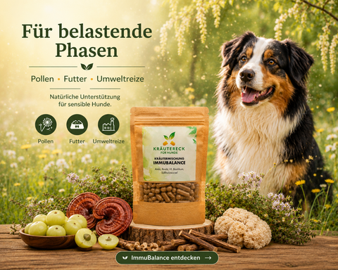 Hund in sonniger Frühlingswiese neben Kräutereck ImmuBalance Kapseln bei Pollen und Umweltreizen.