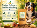 Entspannter Hund neben Kräutereck ImmuBalance Hund mit Kräutern und Vitalpilzen in warmer Naturstimmung.