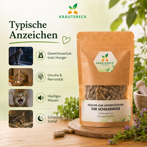 Infografik zu typischen Anzeichen einer Schilddrüsenüberfunktion bei Katzen mit Produktbild von Kräutereck Schilddrüsen Kräuterkapseln.
