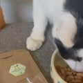 Katze frisst die Kräutereck Kräuterkapsel mit Feuchtfutter